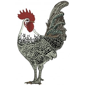 Fancy White And Black Rooster Applique Machine Embroidery Design Digitized Pattern